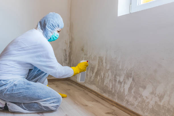 Licensed Commercial Mold Remediation service in Pine Level, NC - WQB Mold Removal